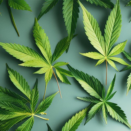 WhoWeServe Cannabis Industry